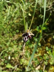 Ophrys cretica