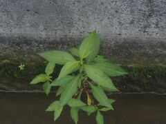Ludwigia hyssopifolia