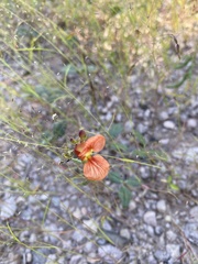 Macroptilium gibbosifolium