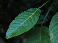 Dendrocnide meyeniana