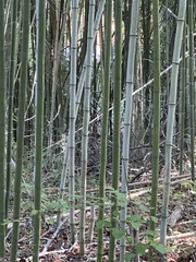 Phyllostachys aurea