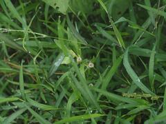 Alternanthera sessilis