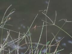 Tetragnatha keyserlingi