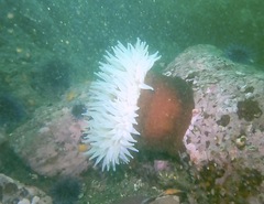 Urticina piscivora