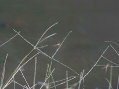 Tetragnatha keyserlingi