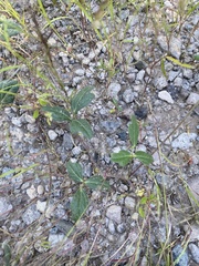 Macroptilium gibbosifolium