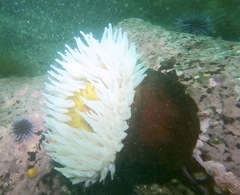 Urticina piscivora
