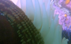 Urticina piscivora