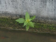 Ludwigia hyssopifolia