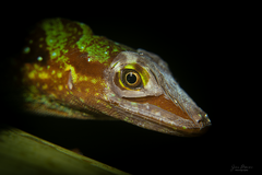 Anolis ventrimaculatus