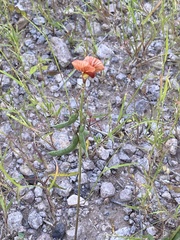 Macroptilium gibbosifolium