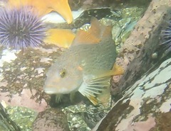 Hexagrammos decagrammus
