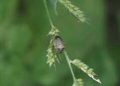 Eysarcoris guttigerus