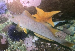 Hexagrammos decagrammus