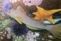 Hexagrammos decagrammus