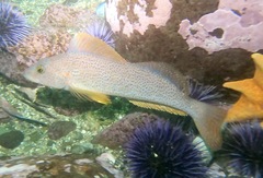 Hexagrammos decagrammus
