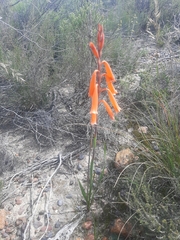 Watsonia aletroides