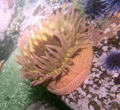 Cribrinopsis albopunctata