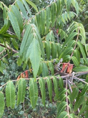 Stigmella intermedia