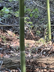 Phyllostachys aurea