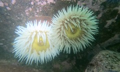Urticina piscivora