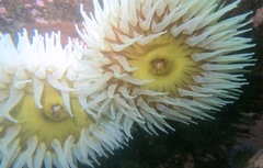 Urticina piscivora