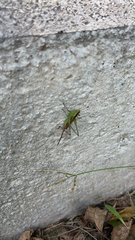 Conocephalus strictus