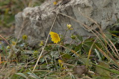 Potentilla aurea