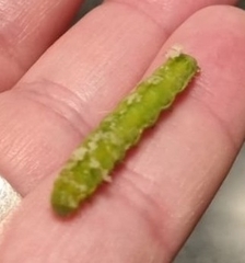 Phlogophora meticulosa