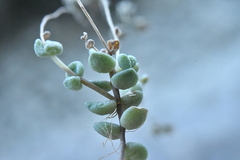Sedum dasyphyllum