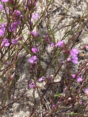 Muraltia satureioides