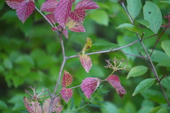 Viburnum dentatum