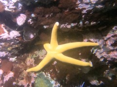 Henricia