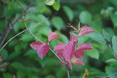 Viburnum dentatum