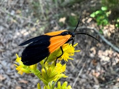 Lycomorpha pholus