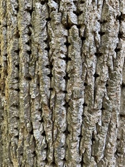 Liriodendron tulipifera
