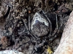 Euryopis funebris