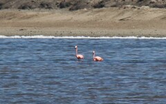 Phoenicopterus ruber