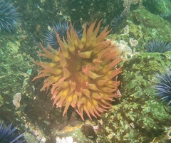 Cribrinopsis albopunctata