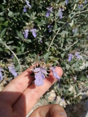 Teucrium fruticans