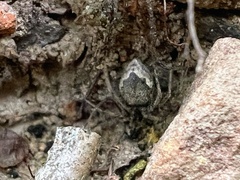 Euryopis funebris