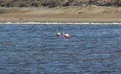 Phoenicopterus ruber