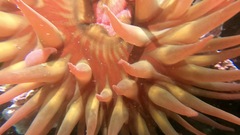 Cribrinopsis albopunctata