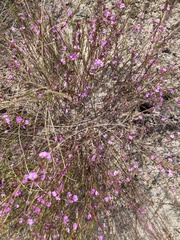 Muraltia satureioides