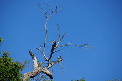 Anthracoceros coronatus