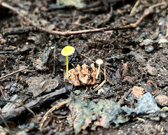 Mycena crocea