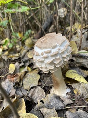 Chlorophyllum olivieri