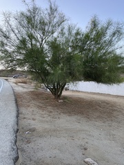 Parkinsonia aculeata