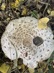 Chlorophyllum olivieri