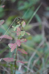 Hypericum punctatum